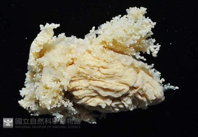 簇飾大結海葵藏品圖，第8張