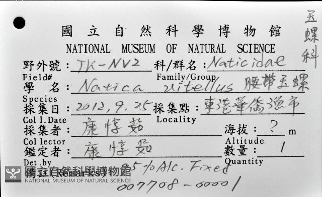 腰帶玉螺藏品圖，第8張