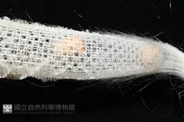 未知種偕老同穴海綿藏品圖，第8張