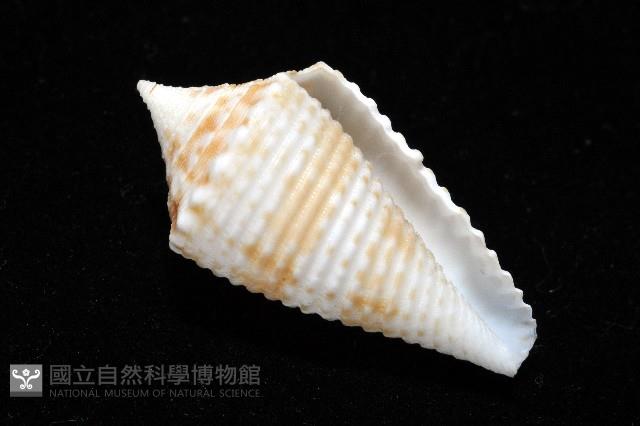 土生芋螺(新種)藏品圖，第8張