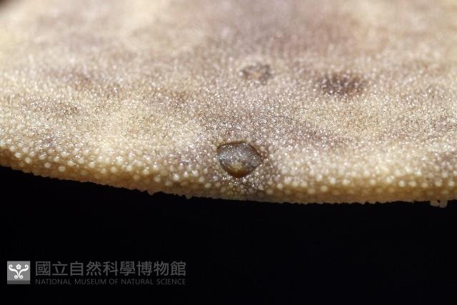 盾形網溝海膽藏品圖，第8張