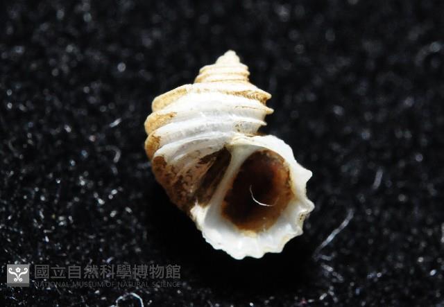 呂氏堡螺藏品圖，第8張