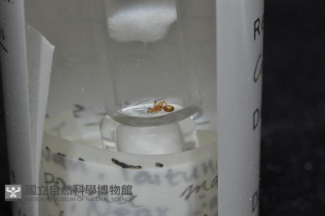 斑點微姬蜘藏品圖，第8張