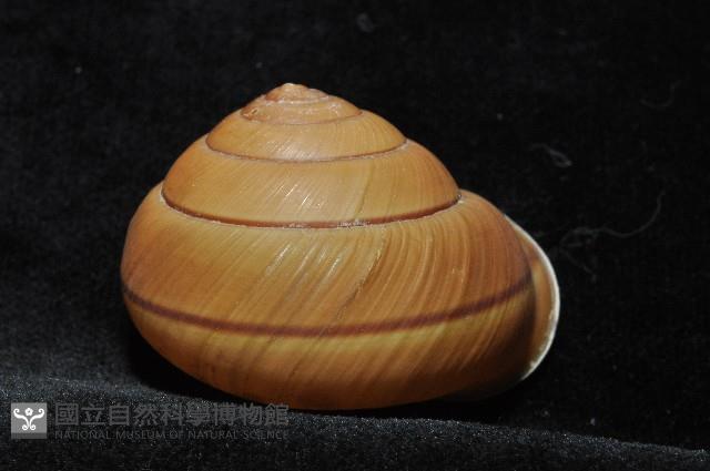 金崙栗蝸藏品圖，第8張