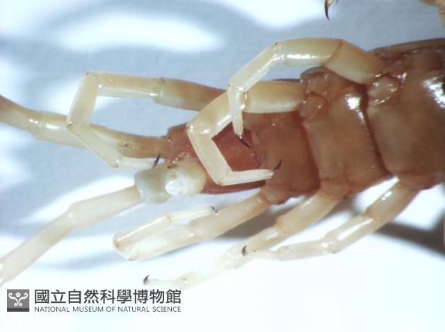 短棘盲蜈蚣藏品圖，第8張