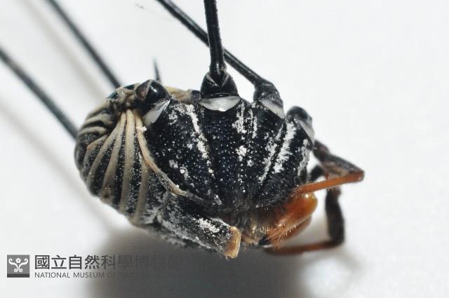 背斑偽盾刺盲蛛藏品圖，第8張