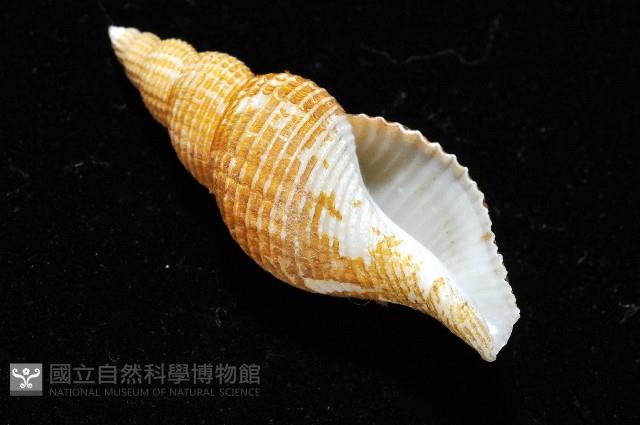 琉球峨螺藏品圖，第8張