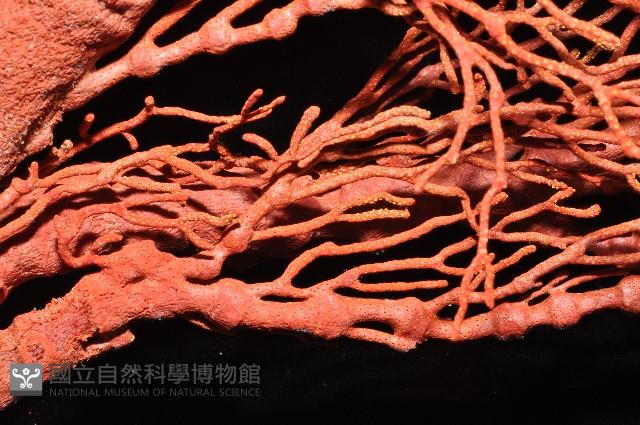紅扇珊瑚藏品圖，第8張