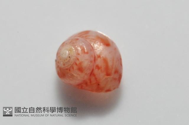 夏伊拉蠑螺藏品圖，第8張