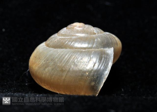 阿禮高腰蝸牛藏品圖，第8張