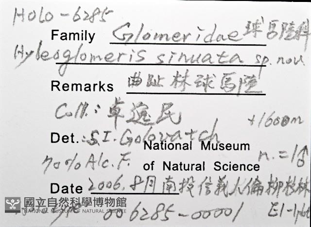 曲趾木球馬陸藏品圖，第8張