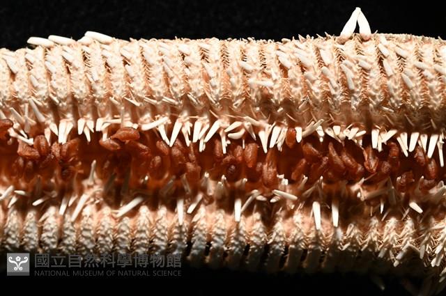 砂海星藏品圖，第8張