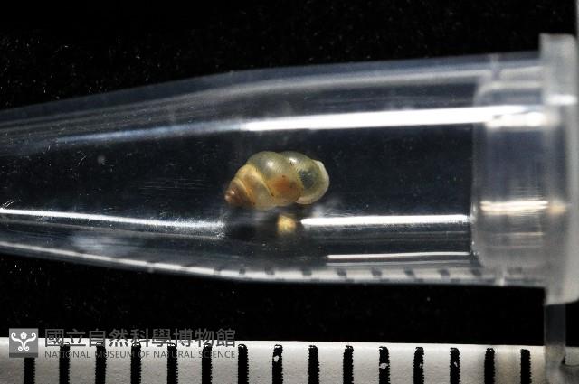 早板芝麻蝸牛藏品圖，第8張