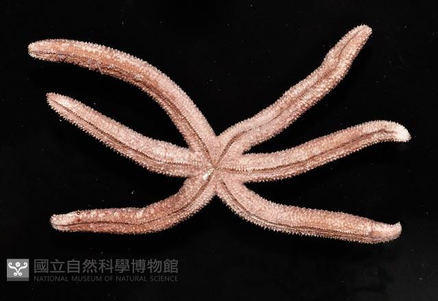 呂宋棘海星藏品圖，第8張