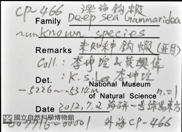 未知種深海鉤蝦藏品圖，第8張