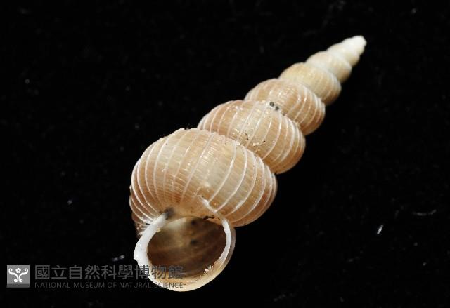 銹底海螄螺藏品圖，第8張