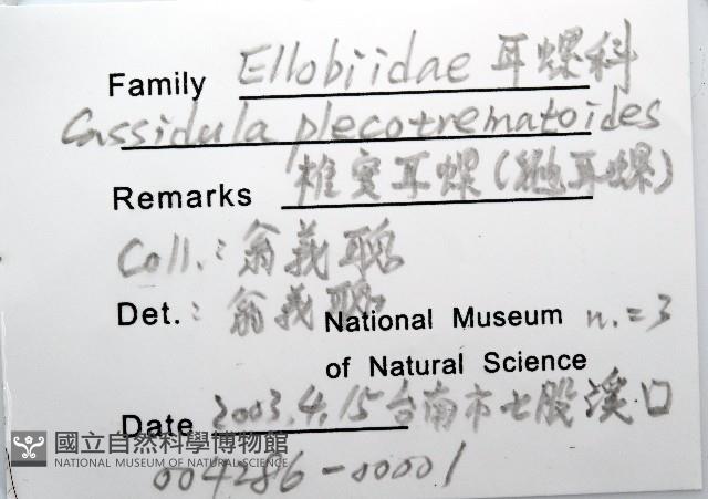 鼴耳螺藏品圖，第8張