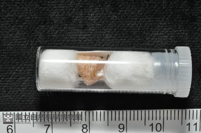 虛線鐘螺藏品圖，第8張