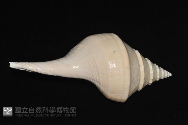 澳洲大香螺藏品圖，第8張