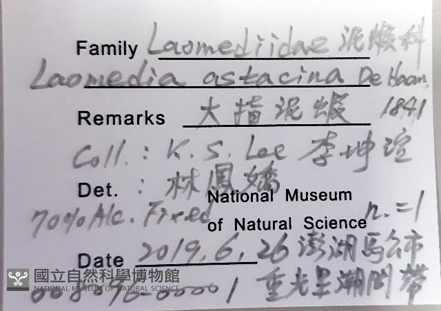 大指泥蝦藏品圖，第8張