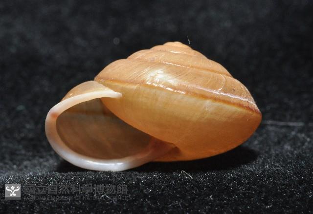 鱗高腰蝸牛(鱗菱蝸牛)藏品圖，第8張