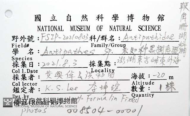未知種黑樹角珊瑚藏品圖，第8張