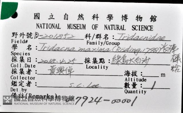 長硨磲蛤藏品圖，第8張