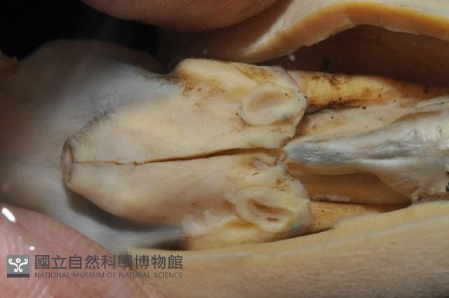 燕尾烏賊藏品圖，第8張