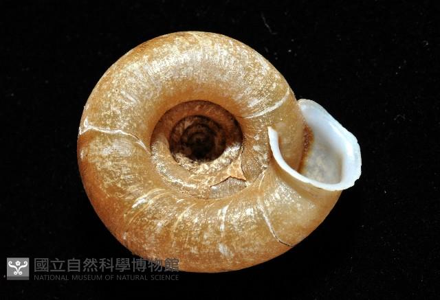 皺大臍蝸牛藏品圖，第8張
