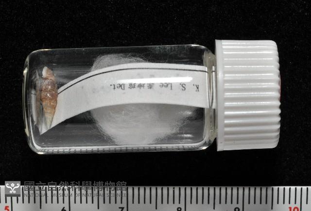俏皮煙管蝸牛藏品圖，第8張