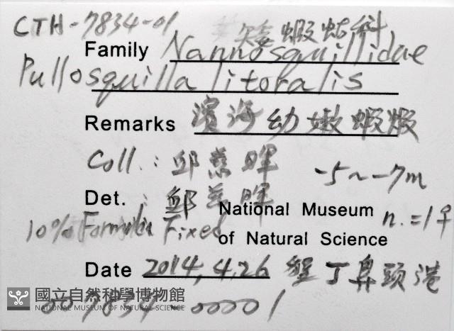 濱海幼嫩蝦蛄藏品圖，第8張
