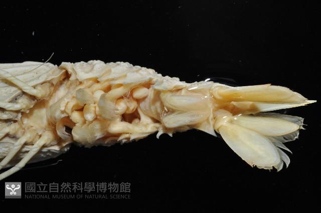 臺灣鐮蝦藏品圖，第8張