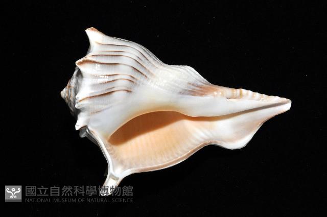 左旋角香螺藏品圖，第8張