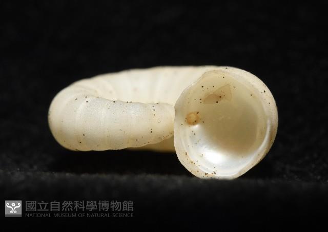 卷殼烏賊(旋殼烏賊)藏品圖，第8張