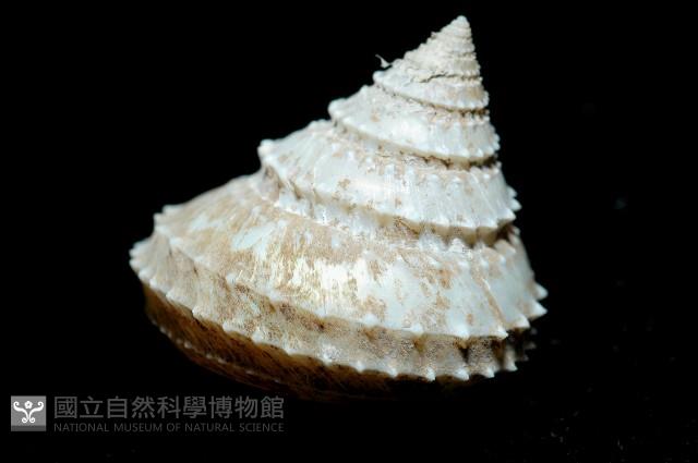 登錄號:005770-00001藏品圖，第8張