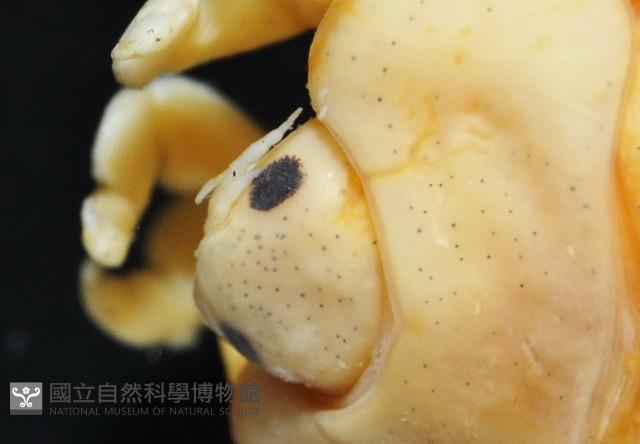 福山魚怪(新種)藏品圖，第8張