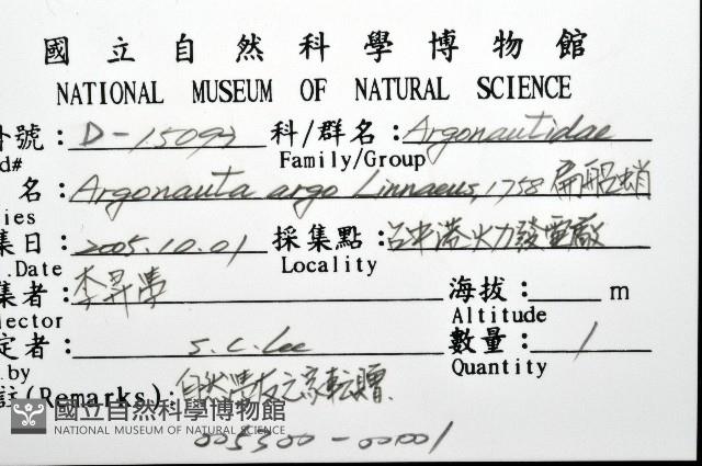 扁船蛸藏品圖，第8張