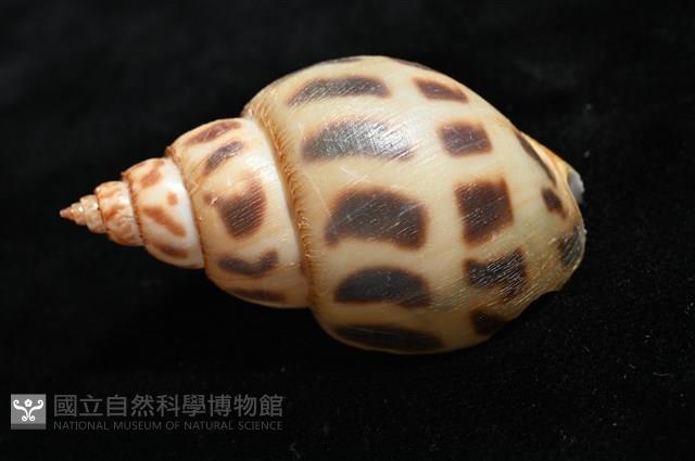 象牙鳳螺藏品圖，第8張