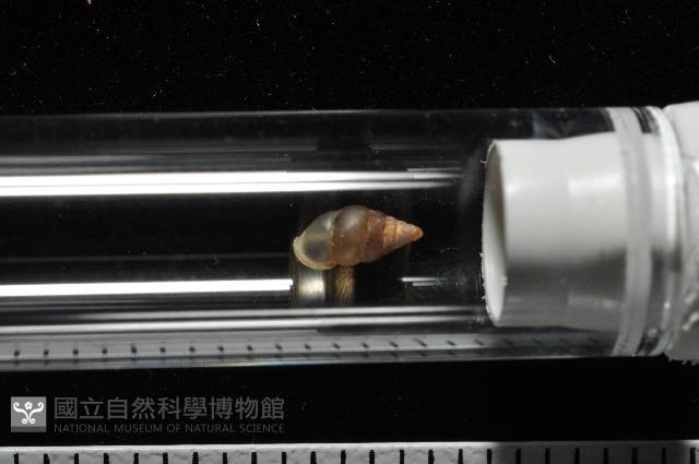 左旋扁芝麻蝸牛藏品圖，第8張