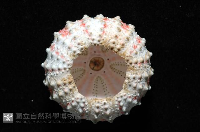 浪腔海膽(波紋腔海膽)藏品圖，第8張