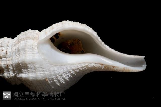 登錄號:005111-00001藏品圖，第8張