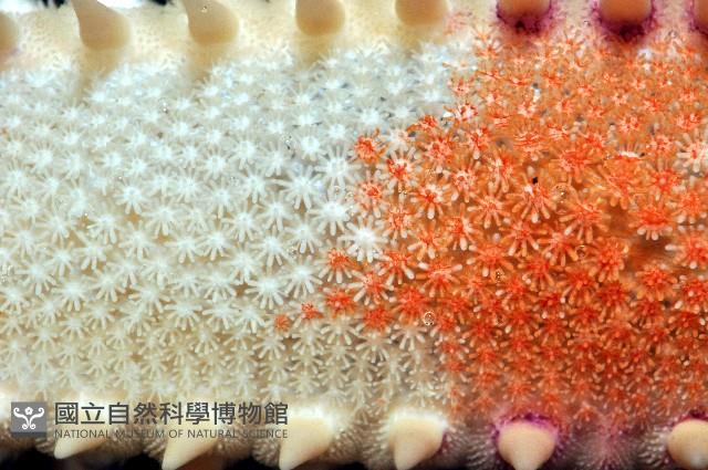 多棘槭海星藏品圖，第8張