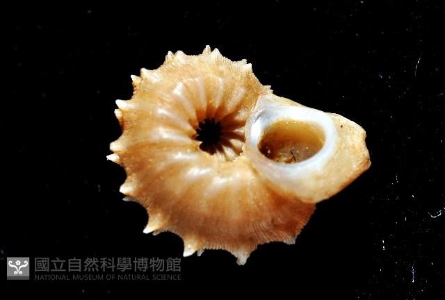 桂冠花冠螺藏品圖，第8張