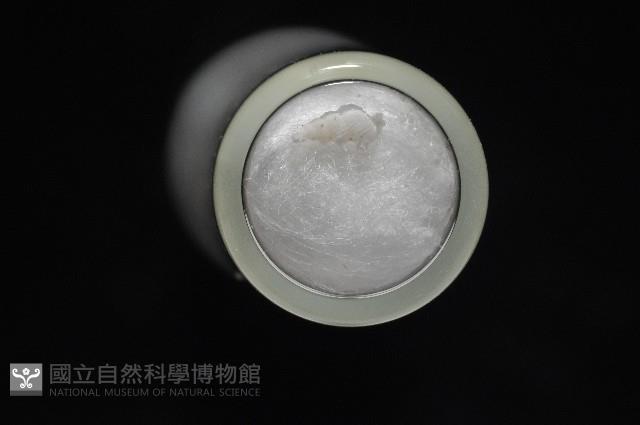 窗格海螄螺藏品圖，第8張