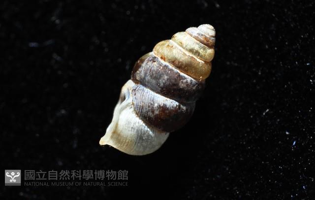 似高山芝麻蝸牛藏品圖，第8張