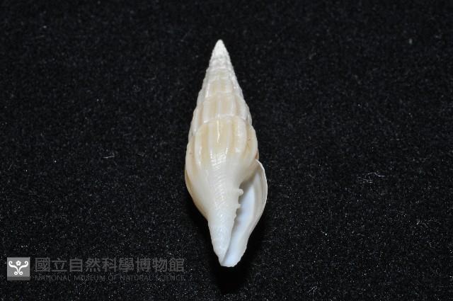 東沙春柏蛹筆螺藏品圖，第8張