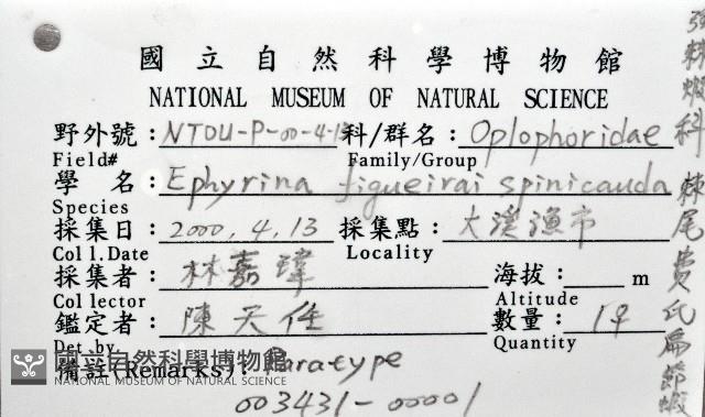 棘尾費氏扁節蝦藏品圖，第8張