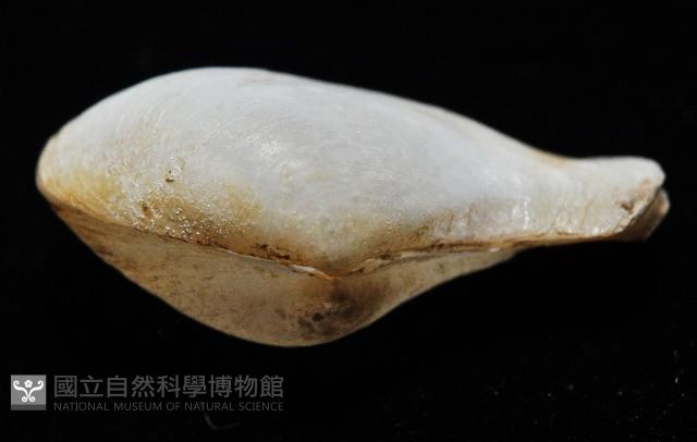 臺灣波浪蛤(新種)藏品圖，第8張