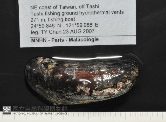 臺灣深海殼菜蛤藏品圖，第8張