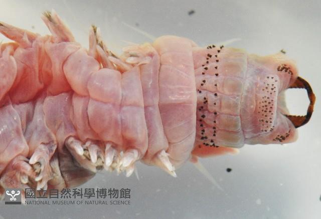 雙齒圍沙蠶藏品圖，第8張